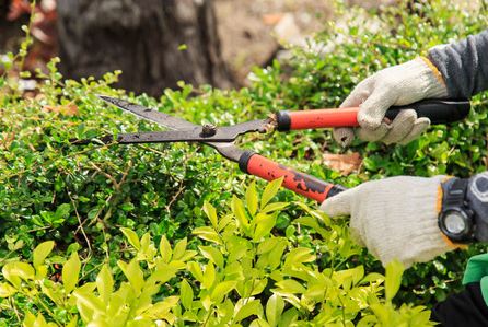 Tips for Trimming Overgrown Shrubs and Bushes - Forest Tree Service