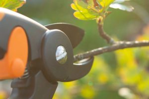 Tree Pruning & Care Services in Kingwood, TX