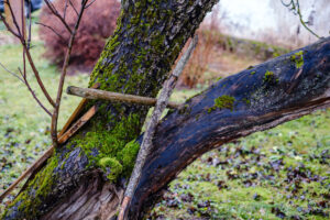 Rotting dead tree removal signs