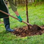 planting new tree with proper fertilization