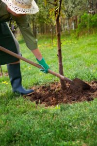 planting new tree with proper fertilization