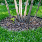 Mulching with bark of trees trunk circles under trees. Green lawn with a tree in the city garden or park