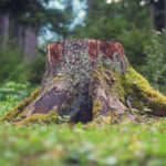 old brown pine tree wood stub covered by moss