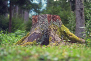 old brown pine tree wood stub covered by moss